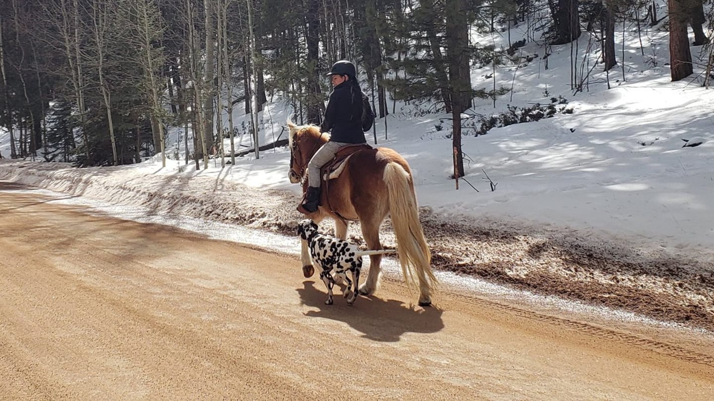 Dog heeling with horse