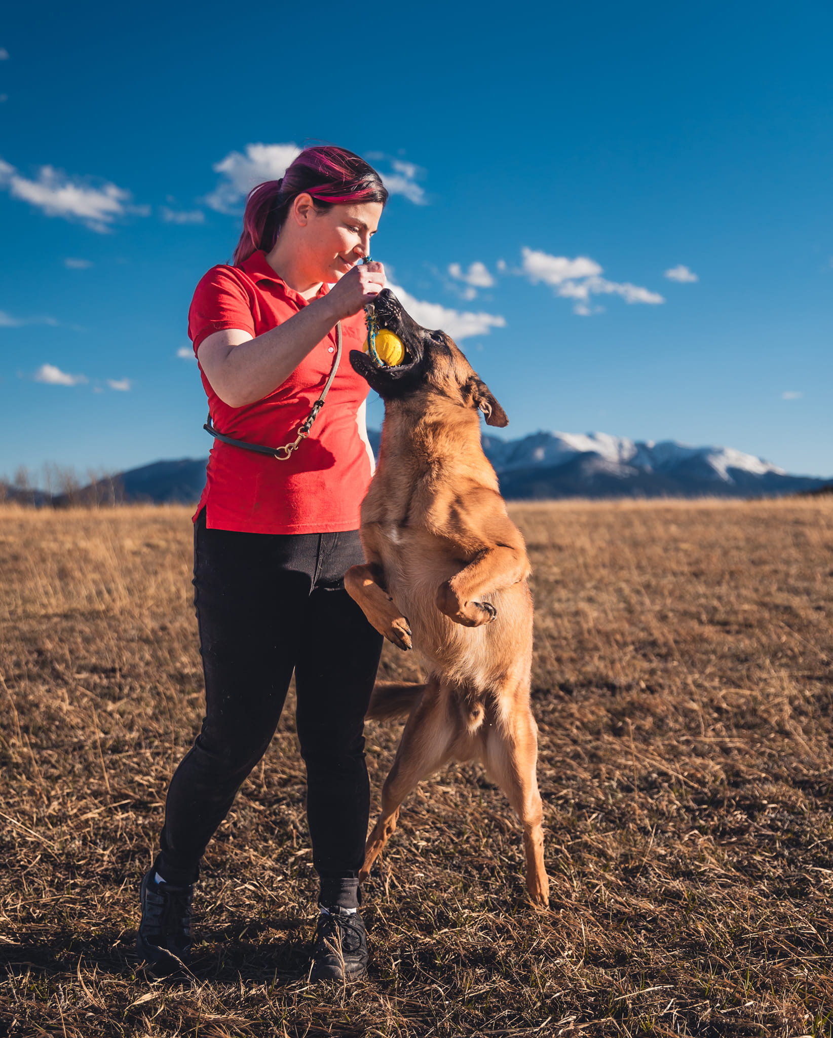 Malinois engages during training with a toy